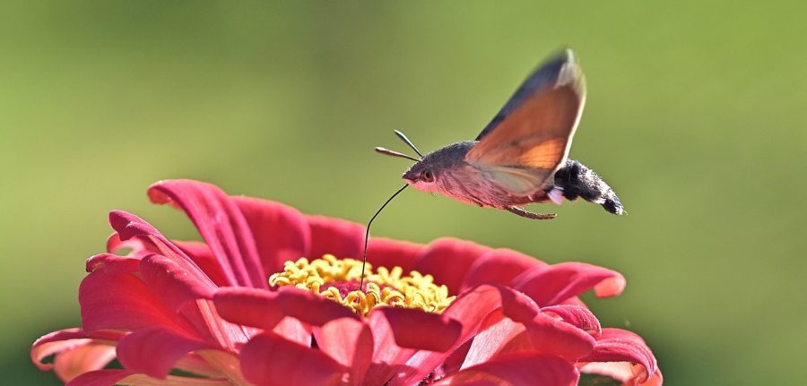 The Hummingbird Hawk Moth Critter Science