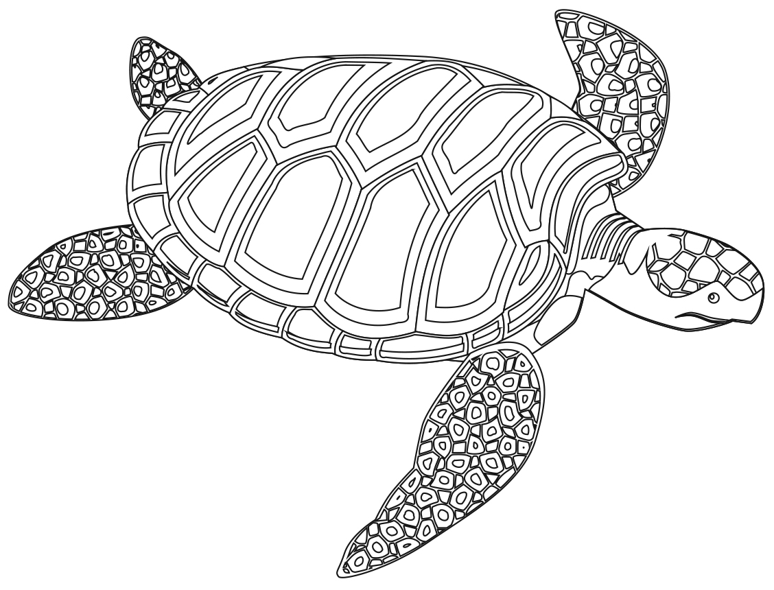 sea-turtle
