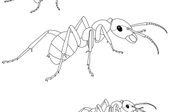 ant