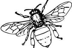 bee