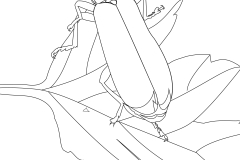beetle