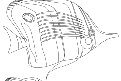 butterfly-fish