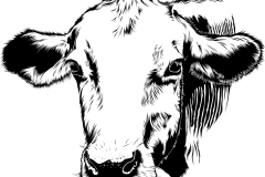 cow