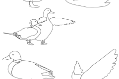 ducks
