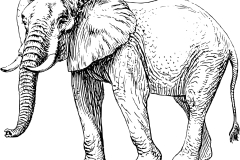 elephant2