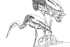 herons