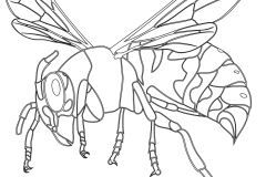 hornet