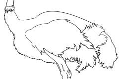 ostrich