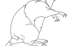 rat