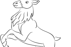 reindeer