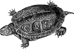 sea-turtle-7923608_1280