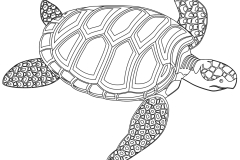 sea-turtle