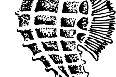 seahorse