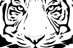 tiger2