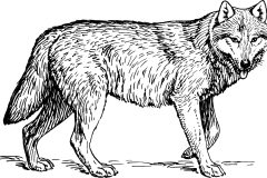 wolf