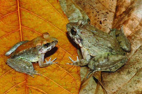 Limnonectes larvaepartus