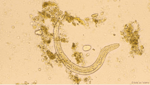 An Old World hookworm