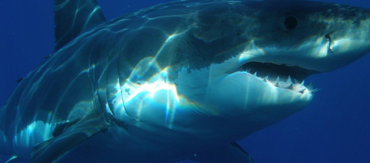 great white shark, Critter Science