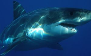 great white shark