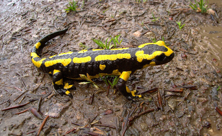 salamander