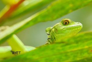 tree frog