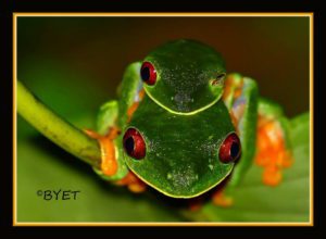 red eyed treefrog