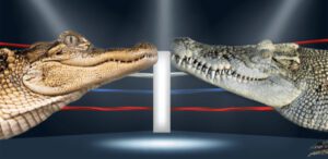 alligators vs crocodiles