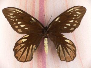 butterflies, Critter Science