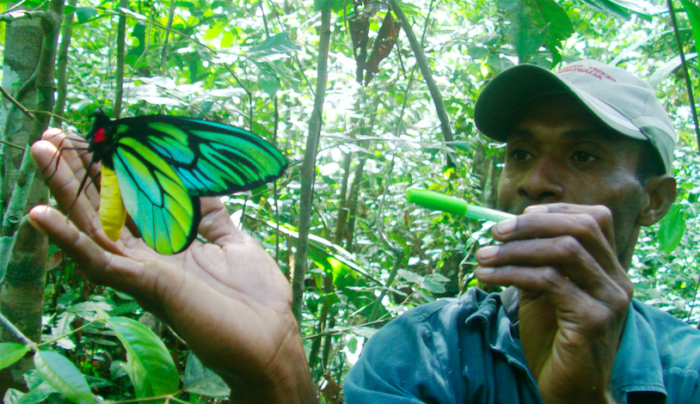 butterflies, Critter Science