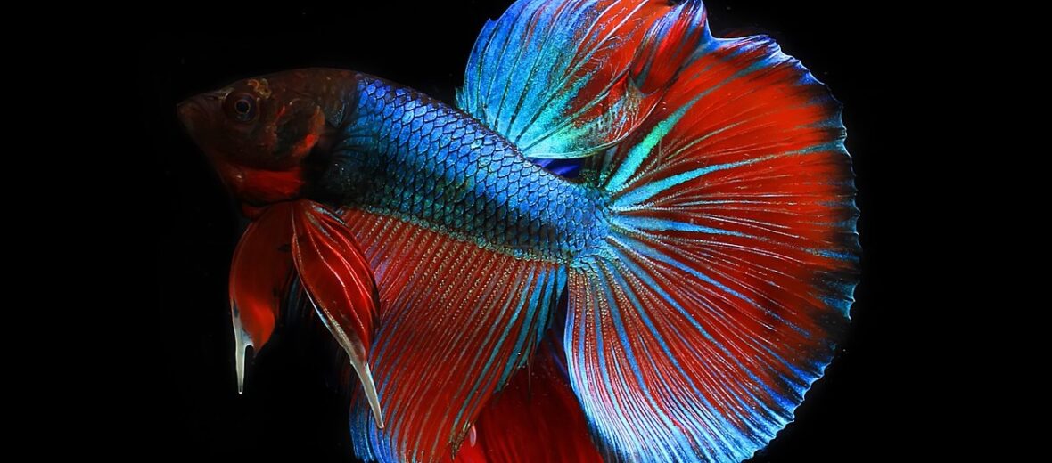 Betta splendens