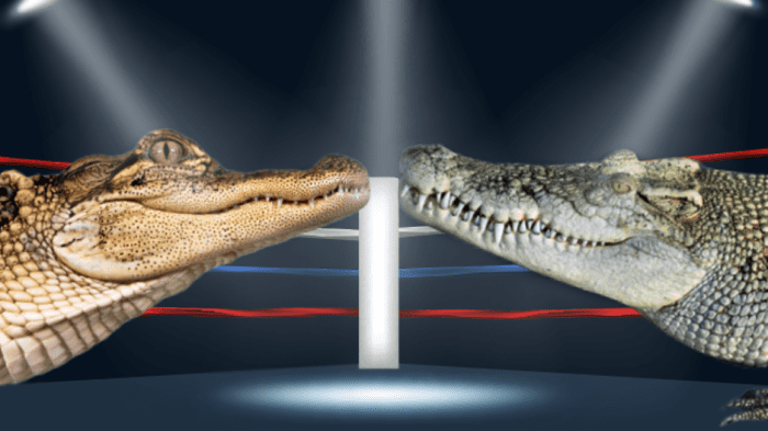 Crocodile vs. Alligator: What's the Difference? - Confused Words