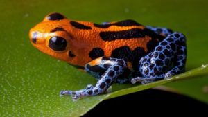 frogs, Critter Science