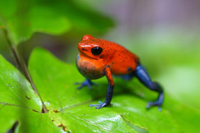 Poison Dart Frog | Critter Science