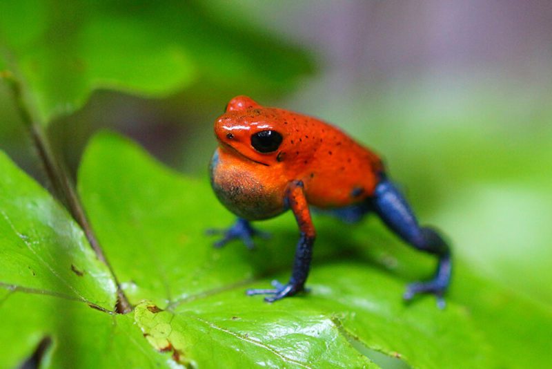 poison-dart-frog-critter-science