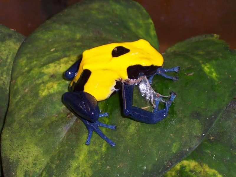 poison-dart-frog-critter-science