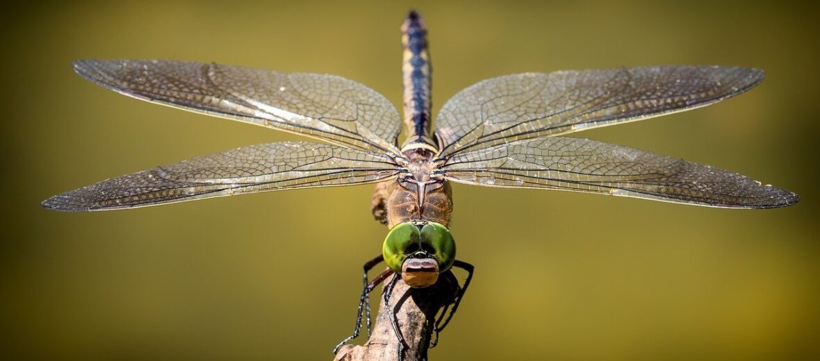 dragonflies, Critter Science