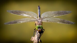 dragonflies