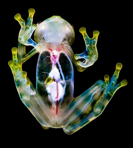 The Groovy Glass Frog Critter Science