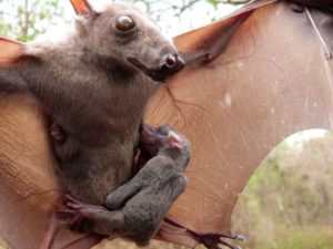 Hammerhead Bat From Africa Critter Science   Hammer2 300x225 