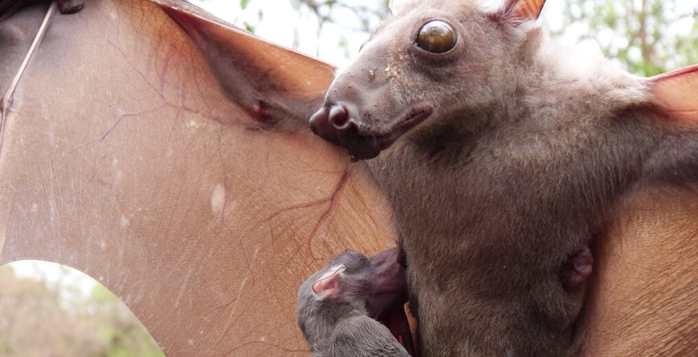 hammerhead bat, Critter Science