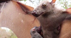 hammerhead bat