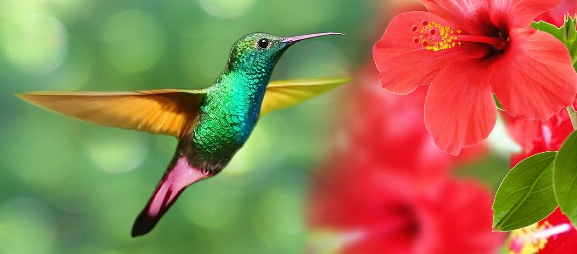 hummingbird