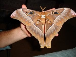 moth