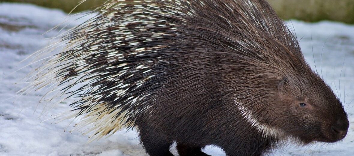 porcupine, Critter Science