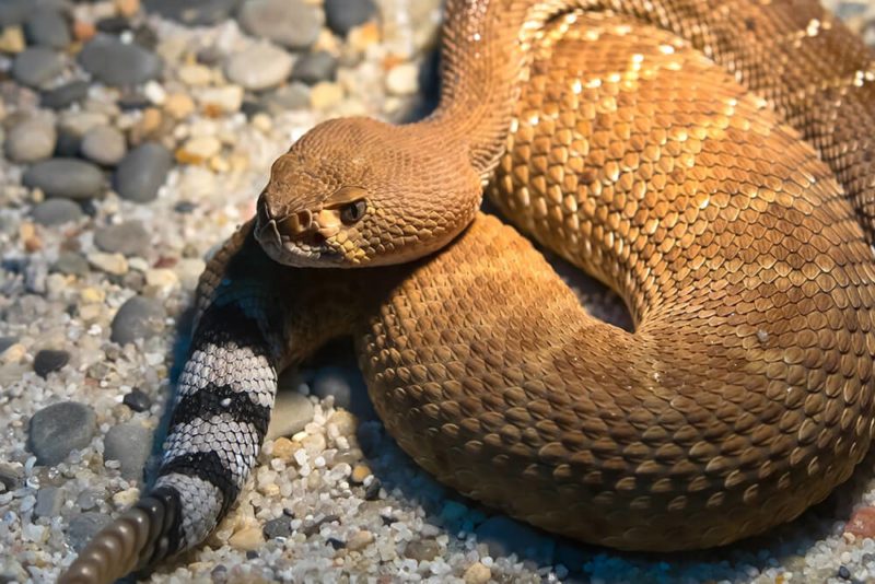 The Deadly Beautiful Rattlesnake Critter Science
