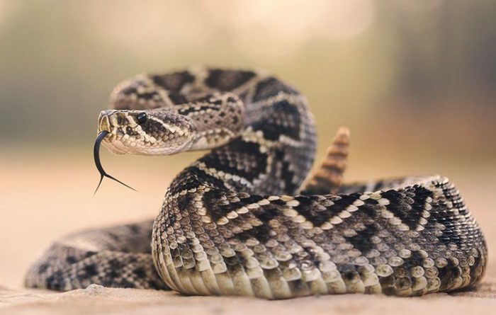 The Deadly Beautiful Rattlesnake – Critter Science