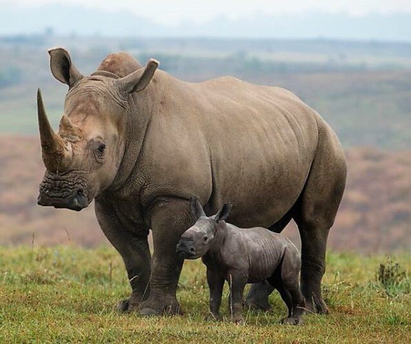 The White Rhinos – Critter Science