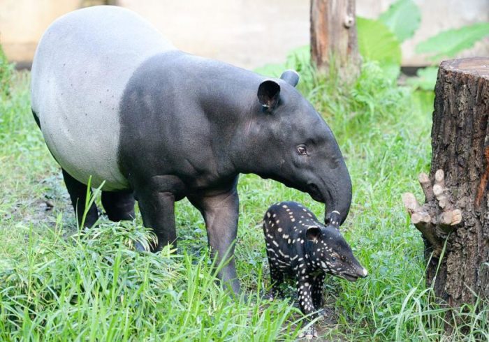 The Tapir – Critter Science