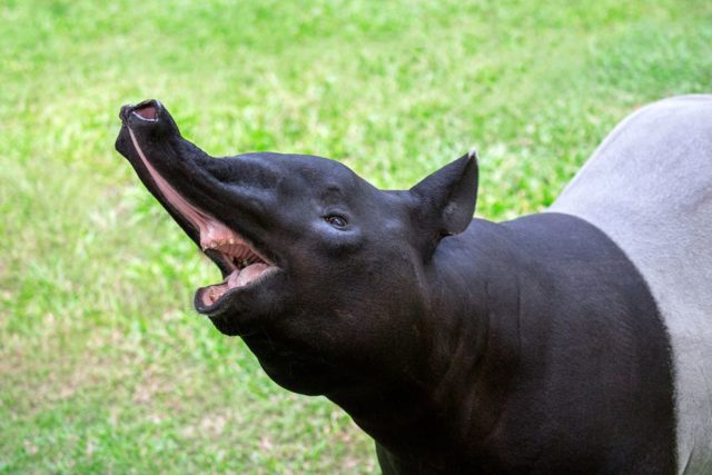 The Tapir – Critter Science