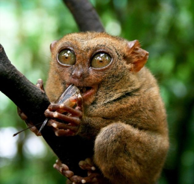 Pygmy Tarsier – Critter Science